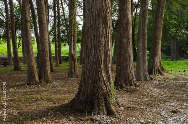 Fototapeta Group of large trees outdoors in rural area, outdoors in tourist forest.