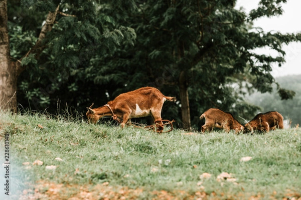 Obraz Goats in Forest