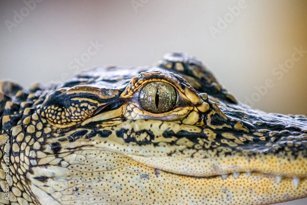 Obraz Baby Crocodile