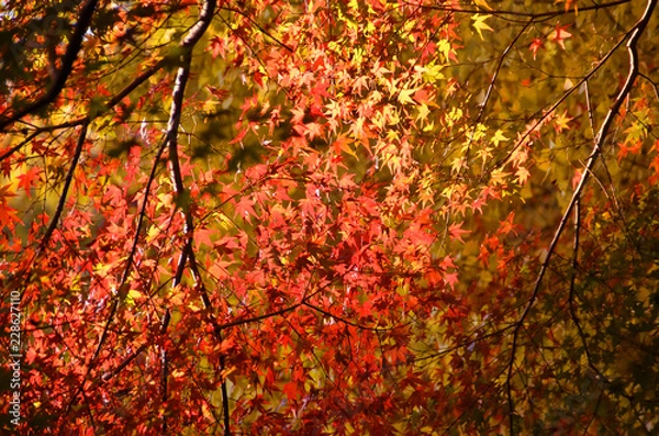 Fototapeta 目の前に広がる紅葉