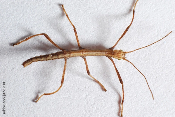 Obraz very young walking stick