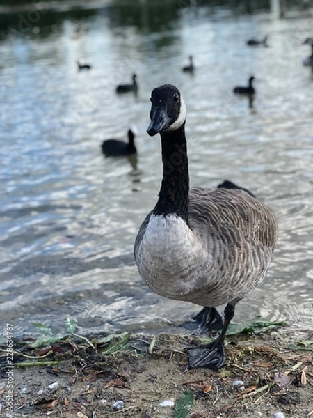 Fototapeta Ente am See