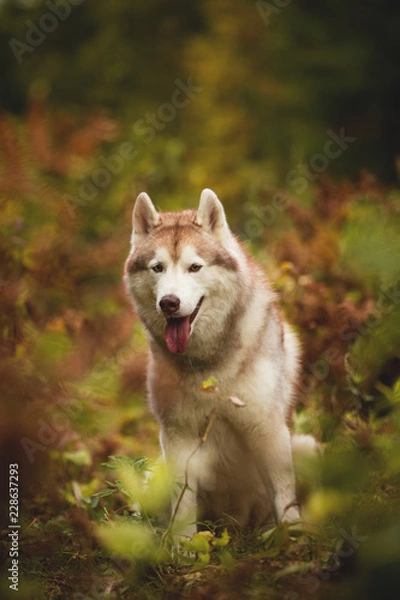 Fototapeta Portrait of attentive Beige Siberian Husky in fall season on a forest background. Image of husky dog in autumn