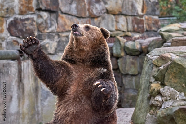 Obraz Brązowy niedźwiedź. OGRÓD ZOOLOGICZNY