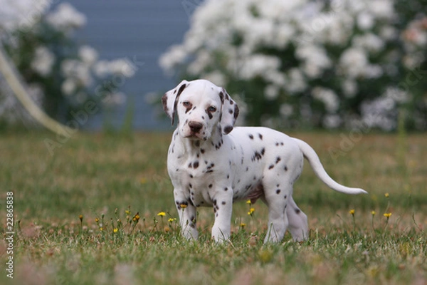 Obraz chiot dalmatien de profil