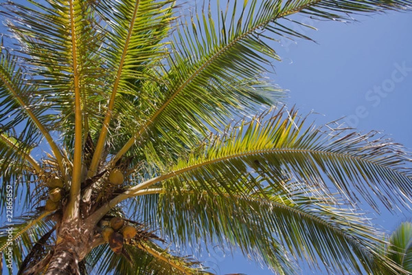Fototapeta Palm tree