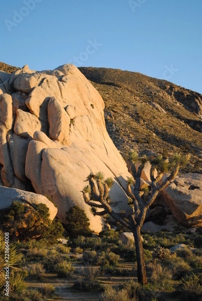 Obraz joshua tree