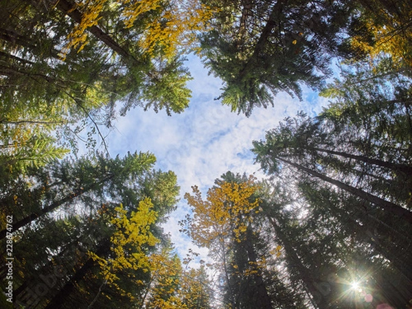 Fototapeta trees from the bottom up. Autumn forest