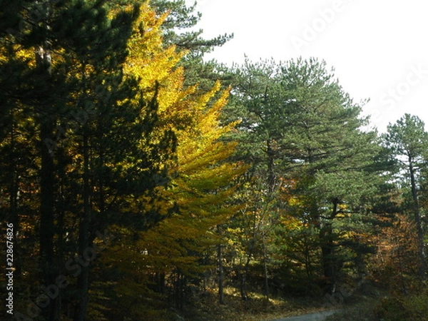 Fototapeta OLYMPUS DIGITAL CAMERA