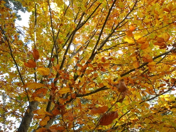 Fototapeta OLYMPUS DIGITAL CAMERA