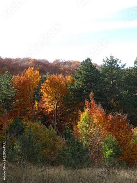 Fototapeta OLYMPUS DIGITAL CAMERA