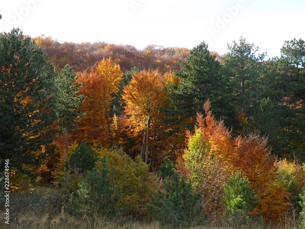 Fototapeta OLYMPUS DIGITAL CAMERA