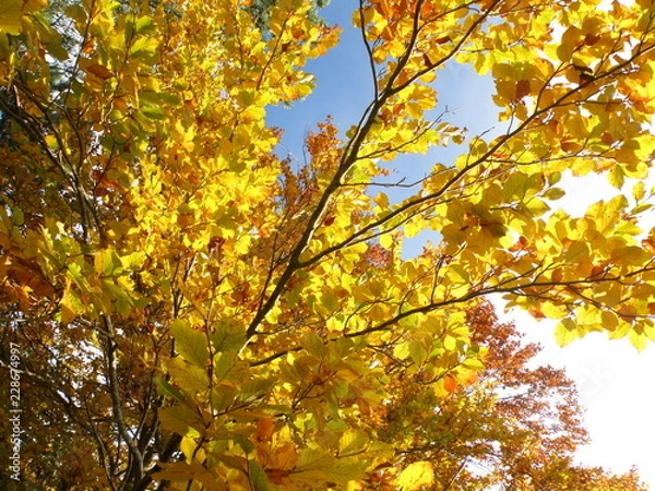 Fototapeta OLYMPUS DIGITAL CAMERA