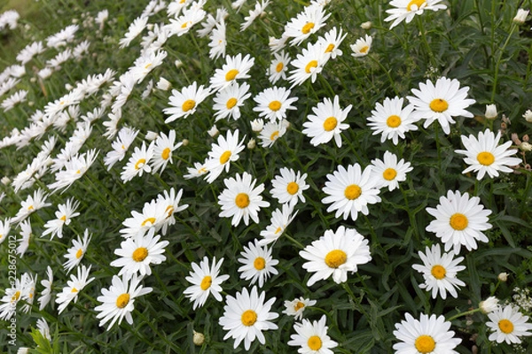 Fototapeta Blumen Magariten