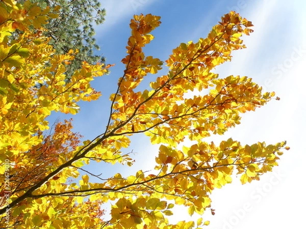 Fototapeta OLYMPUS DIGITAL CAMERA