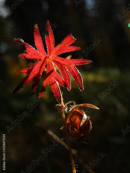 Fototapeta OLYMPUS DIGITAL CAMERA