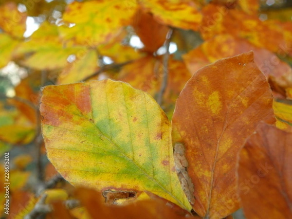 Fototapeta OLYMPUS DIGITAL CAMERA