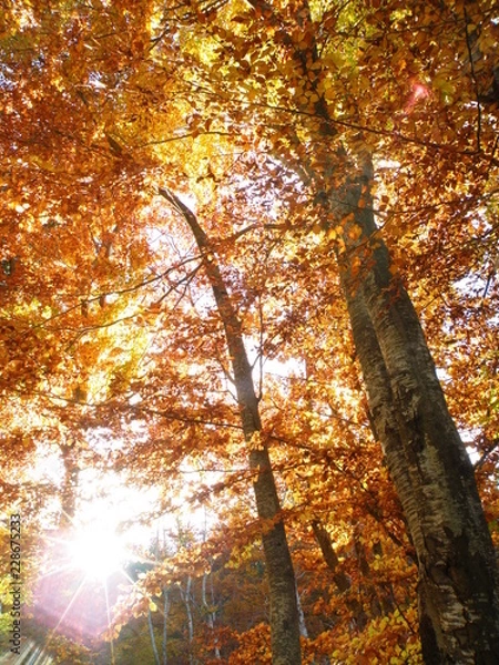 Fototapeta OLYMPUS DIGITAL CAMERA