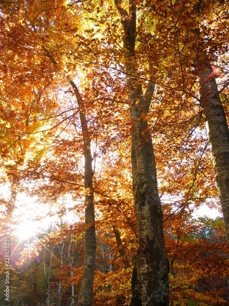 Fototapeta OLYMPUS DIGITAL CAMERA