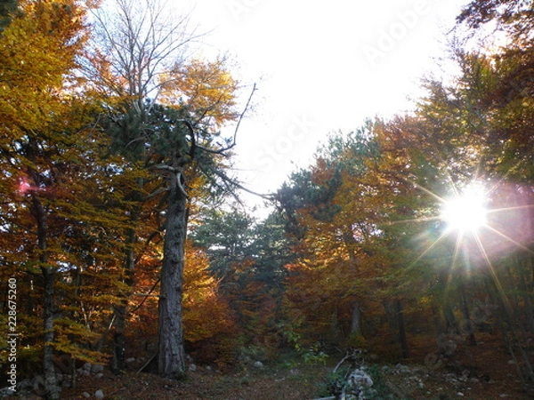 Fototapeta OLYMPUS DIGITAL CAMERA