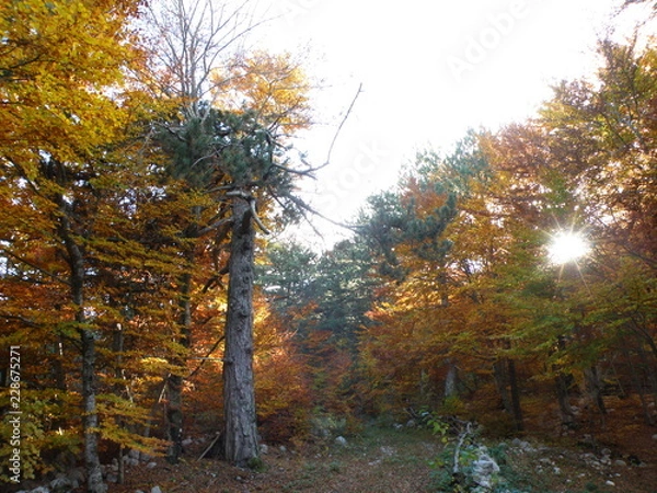 Fototapeta OLYMPUS DIGITAL CAMERA