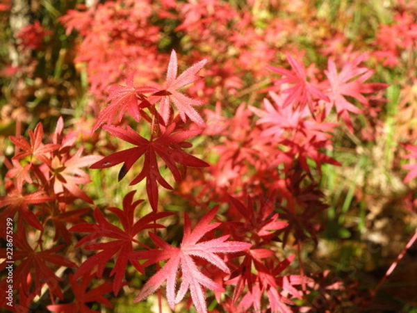 Fototapeta OLYMPUS DIGITAL CAMERA