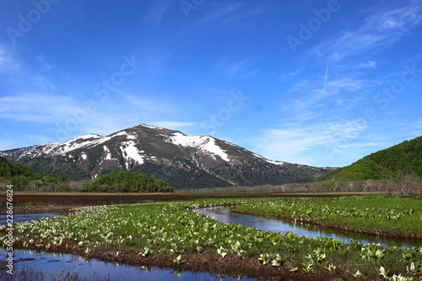 Fototapeta 尾瀬　水芭蕉　至仏山
