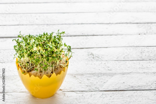 Obraz Fresh sprouts in easter egg, spring diet concept