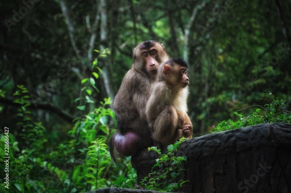 Obraz Female Southern pig-tailed macaque sitting with adolescent on a ledge in a North Sumatran jungle