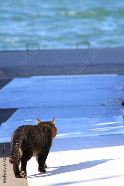 Obraz 犬島のノラ猫