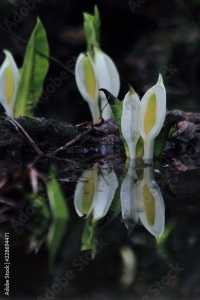 Fototapeta ミズバショウ