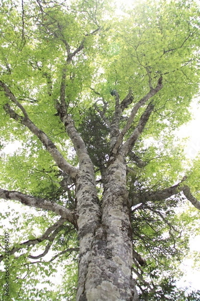 Fototapeta ブナの木