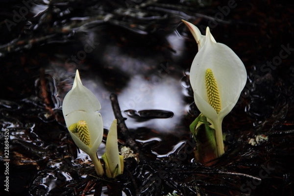 Fototapeta ミズバショウ