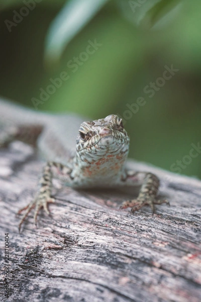 Fototapeta Eidechsen Portrait