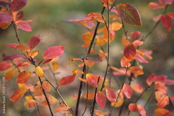 Fototapeta Shrub covered with beautiful colorful autumn leaves