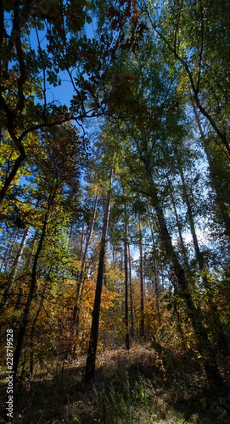 Obraz  Forest trees vertical panorama soft focused