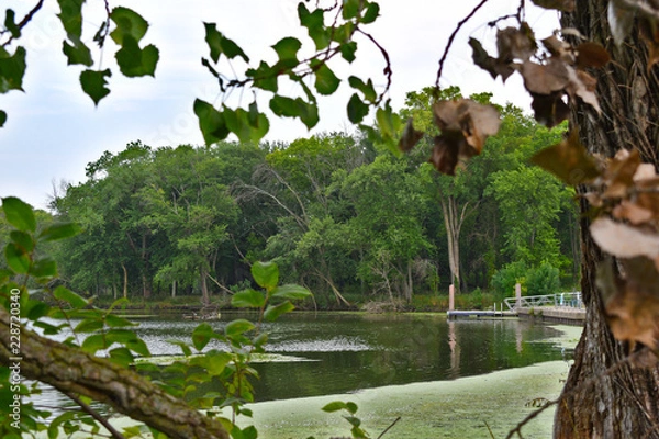 Obraz tree in the jungle