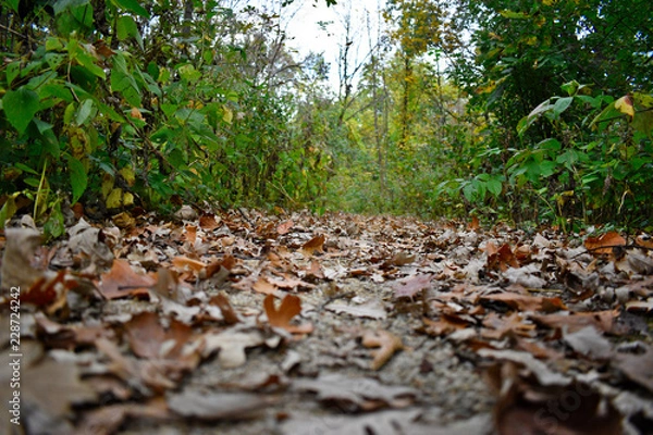 Fototapeta beautiful nature