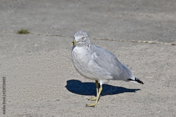 Obraz beautiful nature