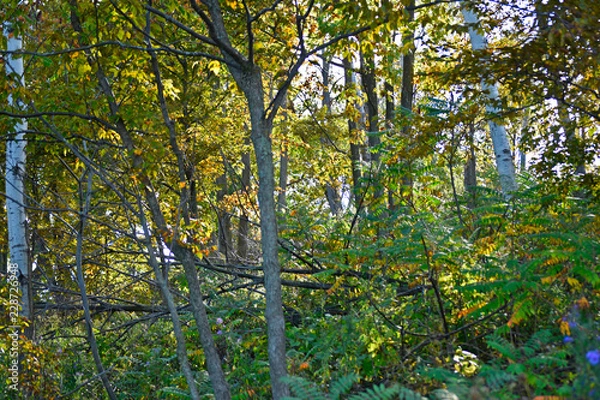 Obraz forest in autumn