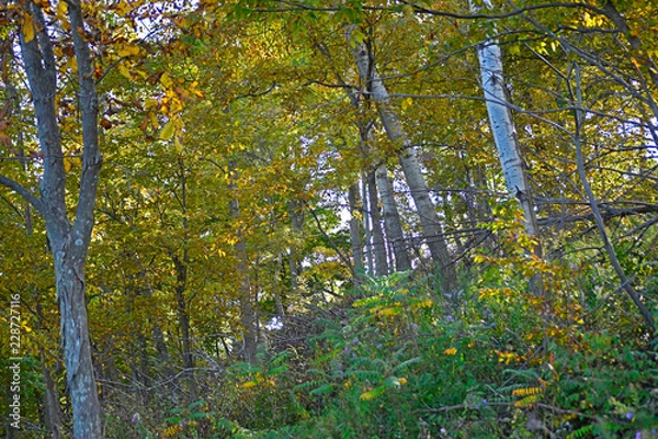 Fototapeta trees in the forest