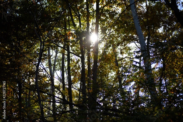 Obraz beautiful nature