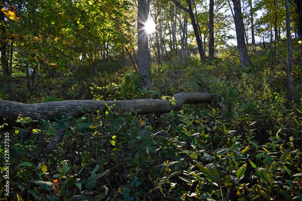 Obraz beautiful nature