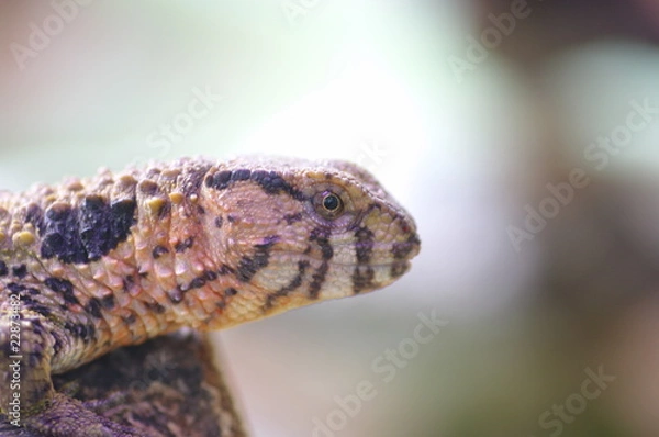 Fototapeta 君はペット