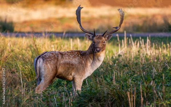 Obraz Fallow Deer Stag Pictured In The UK