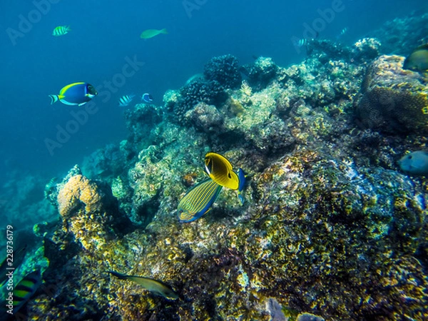 Obraz Lot of colorful fish on the coral reef, Maldives.