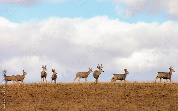Obraz Mule deer in a field