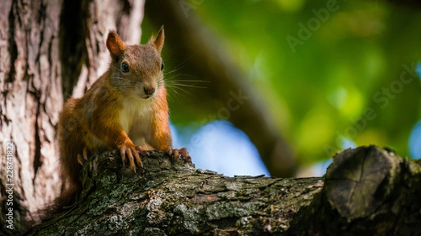 Obraz Eichhörnchen im Baum beim Sonnenbaden