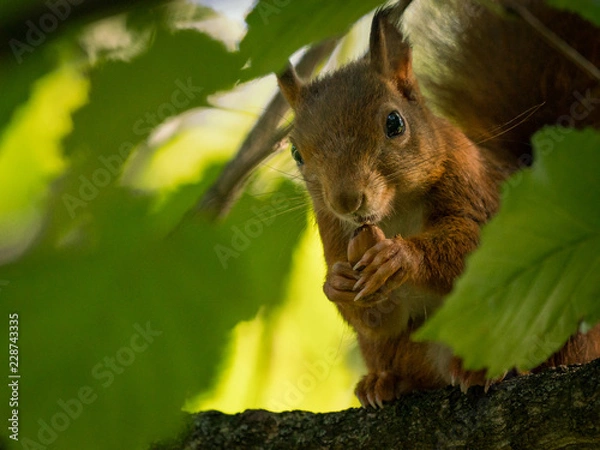 Fototapeta Eichhörchen futtert eine Eichel