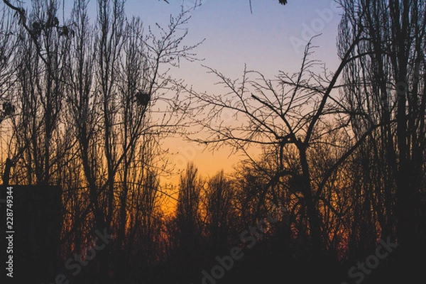 Fototapeta sunset in forest
